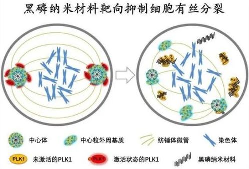 深圳先进院纳米材料精准生物靶向机制研究获进展